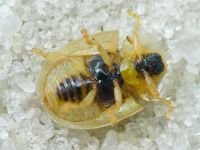 Cassida (Mionycha) subreticulata