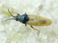 Agramma