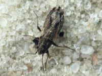 Ortholomus punctipennis