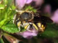 Anthidium punctatum