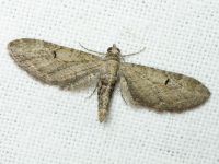 Eupithecia innotata/ochridata