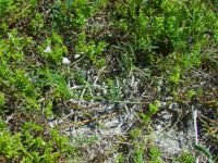 Astragalus austriacus
