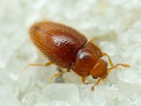 Mycetaea subterranea