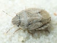 Sciocoris cursitans