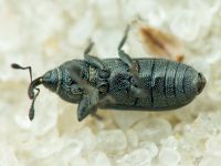 Mecinus janthinus