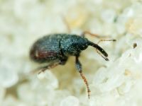 Mecinus plantaginis