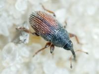 Curculionidae