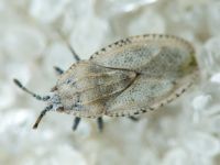 Tingis (Tingis) grisea