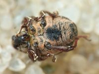 Rhinoncus leucostigma