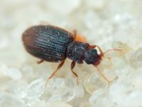 Latridius minutus