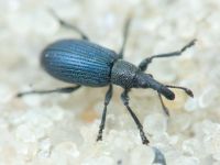 Apioninae