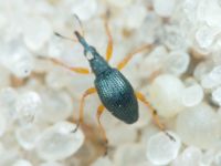 Apioninae