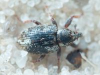 Curculionidae