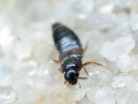 Staphylinidae