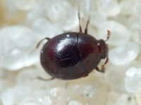 Abraeus perpusillus