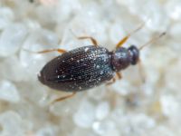 Coleoptera