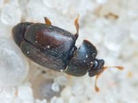 Insecta