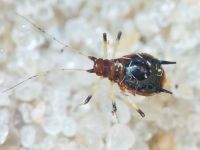 Aphididae