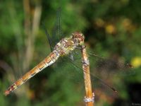 Sympetrum striolatum