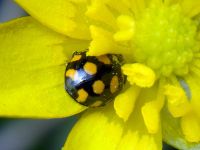 Coccinula quatuordecimpustulata