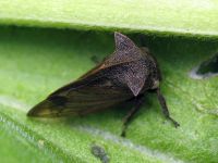 Centrotus cornutus