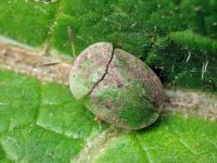 Cassida (Cassida) rubiginosa