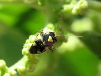Liocoris tripustulatus