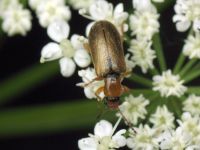 Orsodacne cerasi