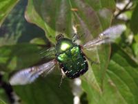 Cetonia aurata