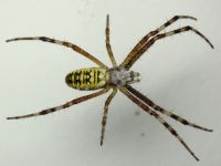 Argiope bruennichi
