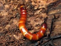 Dalopius marginatus