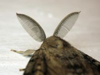 Lymantria dispar
