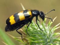 Mylabris variabilis
