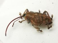 Curculio (Curculio) glandium