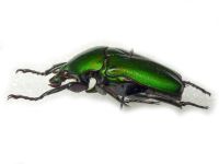 Ingrisma euryrrhina