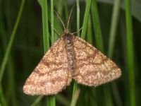 Ematurga atomaria