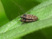Dictyla echii