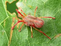 Trombidium holosericeum