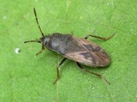 Megalonotus chiragra