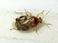Deraeocoris lutescens