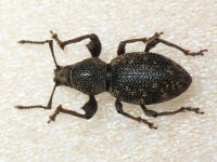 Otiorhynchus fullo