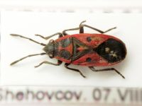 Melanocoryphus tristrami