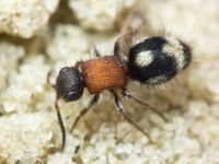Smicromyrme sicana