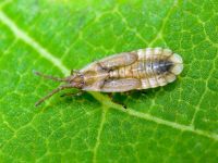 Agramma atricapillum