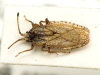 Lasiacantha gracilis