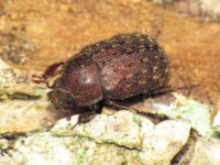 Aesalus ulanowsky