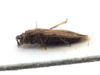 Tingis (Tropidocheila) sideritis