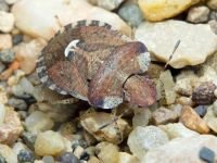 Dyroderes umbraculatus