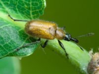 Lasiorhynchites (Stenorhynchites) coeruleocephalus