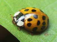 Harmonia axyridis